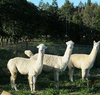 Blackwattle Farm BampB and Farm Stay - Lismore Accommodation
