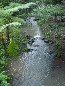 Treetops Accommodation Montville - Lismore Accommodation 4