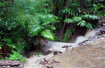 Treetops Accommodation Montville - Lismore Accommodation 11