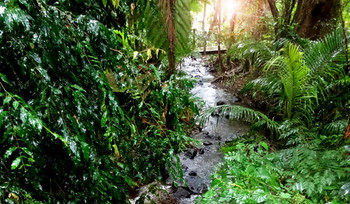 Treetops Accommodation Montville - Lismore Accommodation 48
