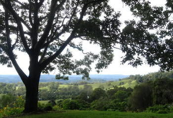 Treetops Accommodation Montville - Lismore Accommodation 49