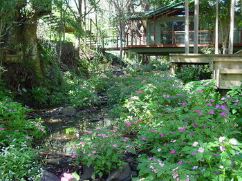 Treetops Accommodation Montville - Lismore Accommodation 76