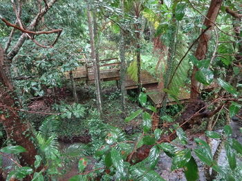 Treetops Accommodation Montville - Lismore Accommodation 80
