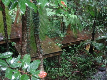 Treetops Accommodation Montville - Lismore Accommodation 81