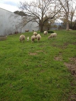 Yering Farm Wines - Lismore Accommodation 9