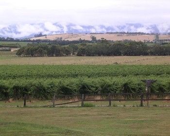 Yering Farm Wines - Lismore Accommodation 16