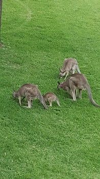 Villa Christian At Cypress Lakes Resort - Lismore Accommodation 53