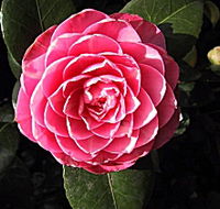 Cloverlea Gardens Bed and Breakfast - Lismore Accommodation