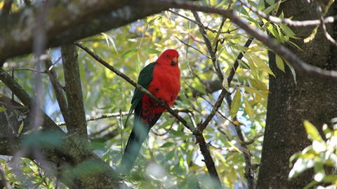 Gentle Annie Caravan And Camping Reserve - Lismore Accommodation 2