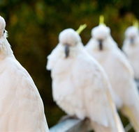 Aireys Inlet Getaway Resort - Lismore Accommodation