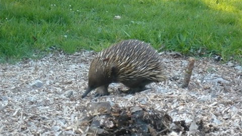 Sabrelyn Park - Lismore Accommodation 5