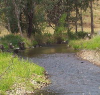 Murphy's Cabin - Lismore Accommodation