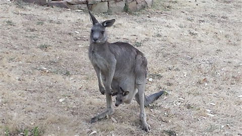 Kookaburra Ridge - Lismore Accommodation 5