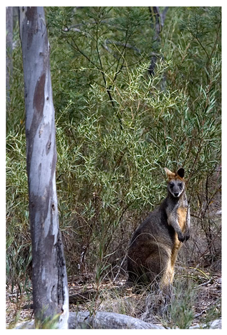 Alivio Tourist Park Canberra - Lismore Accommodation 12