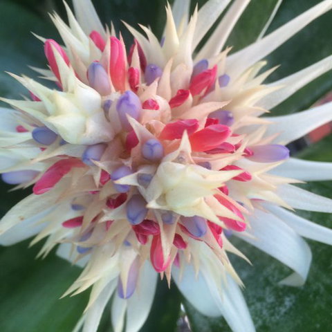 Bromeliad Bed And Breakfast - Lismore Accommodation 11