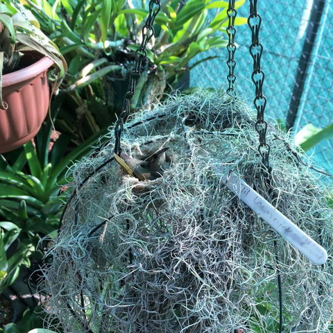Bromeliad Bed And Breakfast - Lismore Accommodation 13