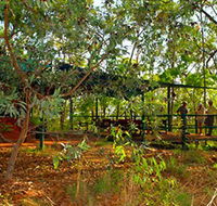Arnhemland Barramundi Nature Lodge - Lismore Accommodation