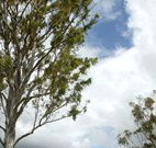 Glen Villa Resort and Tourist Park Casino - Lismore Accommodation