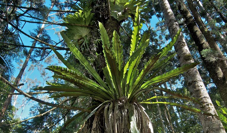 Whian Whian NSW Lismore Accommodation