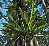 Rummery Park campground - Lismore Accommodation