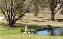 Sapphire City Caravan Park - Lismore Accommodation 4