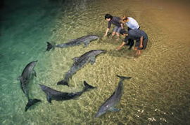 Moreton Island QLD Lismore Accommodation