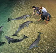 Tangalooma Wild Dolphin Resort - Lismore Accommodation