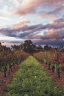 Lamonts Winery Restaurant  Gallery - Lismore Accommodation