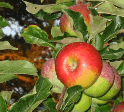 Lemon Gum B And B - Lismore Accommodation 5