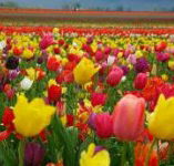 Golfview Lodge - Lismore Accommodation