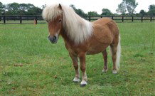 Red Hill Organics Farmstay - Lismore Accommodation 6