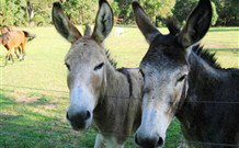 Red Hill Organics Farmstay - Lismore Accommodation 5