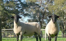 Red Hill Organics Farmstay - Lismore Accommodation 7