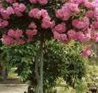 Eden Bed and Breakfast - Lismore Accommodation