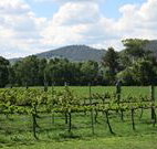Jessica's Guest House and Vineyard - Lismore Accommodation