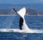 Snug Cove Bed and Breakfast - Lismore Accommodation
