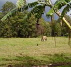 The Watertank Bed and Breakfast - Lismore Accommodation