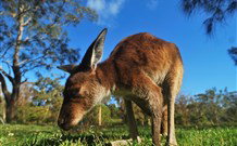 Mount Seaview Resort - Lismore Accommodation 4