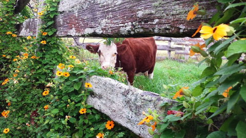 Fairview Farm Cottages - Lismore Accommodation 4