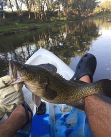 Dumaresq Homestead - Lismore Accommodation 1