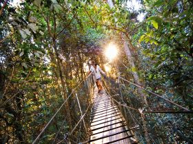 O'Reilly's Rainforest Retreat - Lismore Accommodation 0