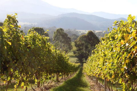 Pizzini's Vineyard Guesthouse - Lismore Accommodation 6