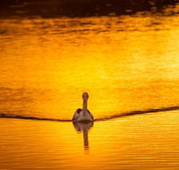 River Shack Rentals - Living the Dream - Lismore Accommodation