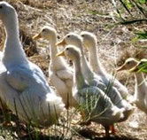 Duck Duck Goose Bed and Breakfast - Lismore Accommodation