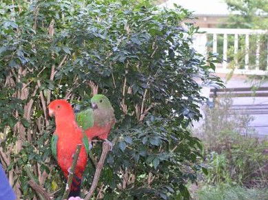 Kemeys At Mandalong - Lismore Accommodation 5