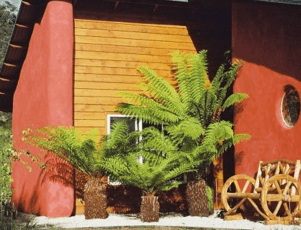 Whispering Spirit Cottage  Miniature Pony Stud - Lismore Accommodation