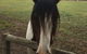 The Paddocks - thumb 8