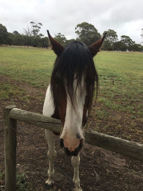 The Paddocks - Lismore Accommodation 8