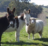 Avaleigh Elms Farmstay - Lismore Accommodation