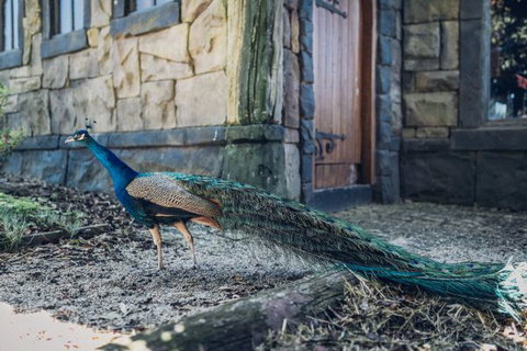 Castle Suites - Kryal Castle - Lismore Accommodation 5